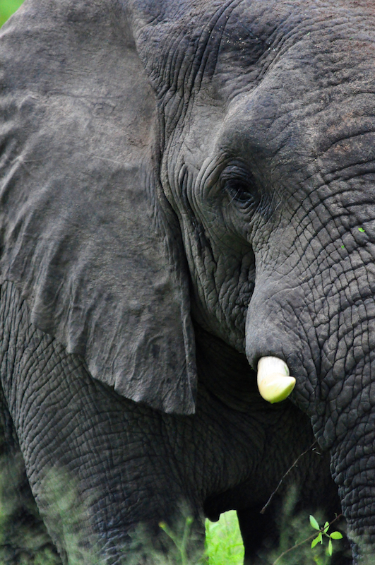 Melanie Heinrich - travel images - Lion Sands Private Game Reserve